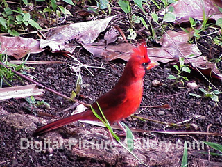 Red Cardinal