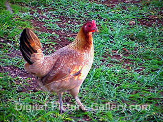 Hen Walking