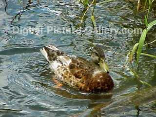 Duck Swimming 2