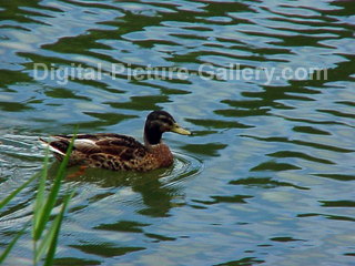 Duck Swimming 3