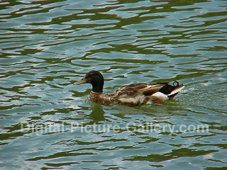 Duck Swimming 4