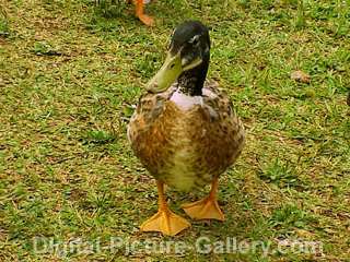 Duck Walking 1