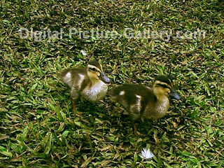 Ducklings Walking