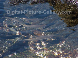 School of Fish in Tidal Pond
