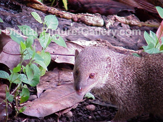 Hawaiian Mongoose 1