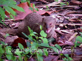 Hawaiian Mongoose 3