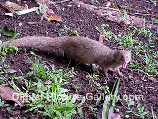 Hawaiian Mongoose 4