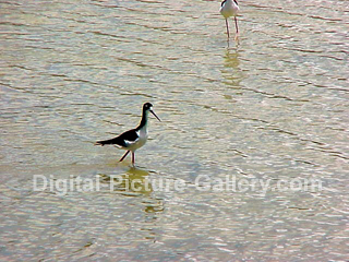 Sandpiper Wading 1