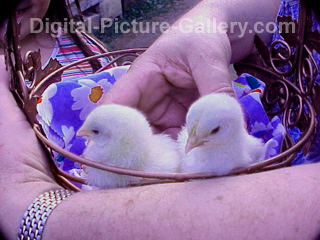 Chicks 1