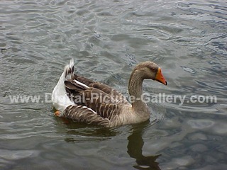 Goose Swimming