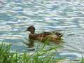 Duck Swimming 1
