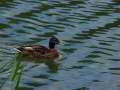 Duck-Swimming-3