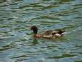 Duck-Swimming-4