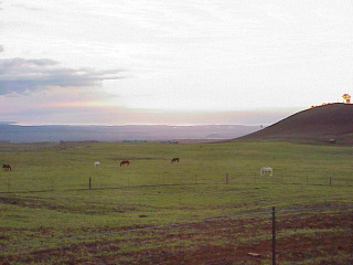 Horses Grazing, Saddle Road, Big Island, Hawaii
