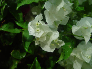 White Bougainvillea, Maile, Oahu, Hawaii