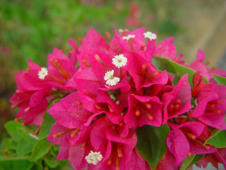 Pink Bougainvillea, Maile