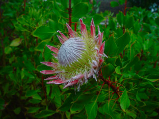 Orange White and Yellow Protea Flower, Haleakala