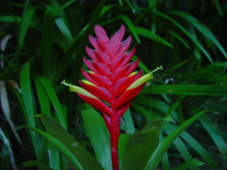 Red Bromeliad with Yellow Blossoms