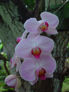 Phalaenopsis White with Purple Vein Orchids, Kaneohe