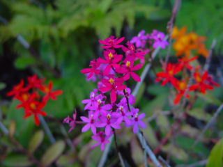 Mixed Color Clusters of Epdidendrum Orchids, Kaneohe