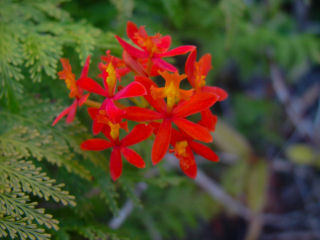 Delicate Cluster of Orange Epidendrum Orchids, Kaneohe