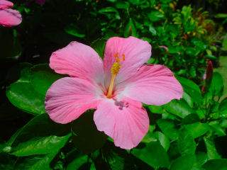 Beautiful Pink and White Hibiscus Blossom, Kaneohe