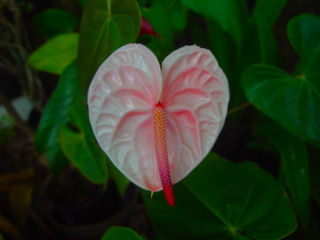 Delicate Pink Anthurium Flower, Kaneohe