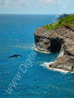 Kilauea Facing East, with Seagulls, North Shore, Island of Kauai, Hawaii 