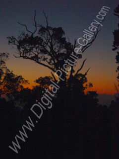 Trees at Sunset Kalalau Valley Rim, Na Pali Coast, Island of Kauai, Hawaii 