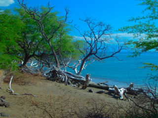 Trees at Ukumehame Beach, South Coast on West Maui, Hawaii