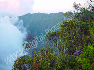 Plants on Rim Kalalau Valley, Na Pali, Kauai, Hawaii