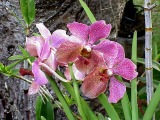 Purple Orchids, Kaneohe, Oahu, Hawaii